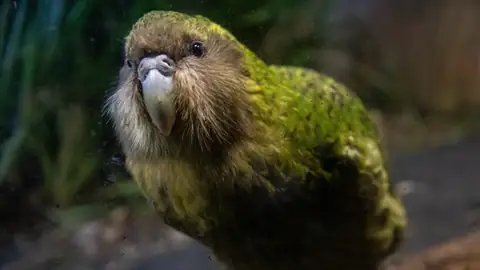 Why New Zealand Is Turning to AI & Genetic Research to Save Its Rarest Birds